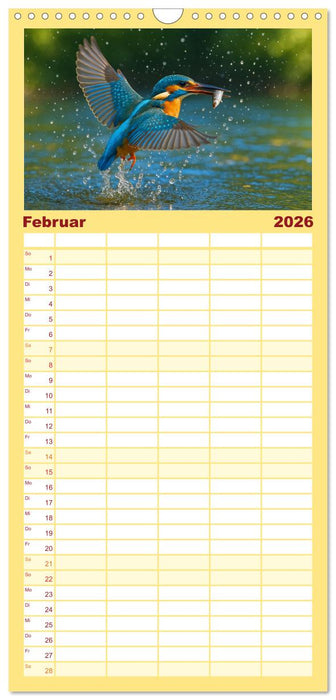 Eisvogelträume am Wasser (CALVENDO Familienplaner 2026)