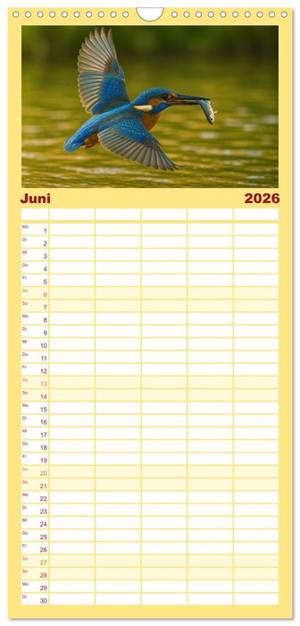 Eisvogelträume am Wasser (CALVENDO Familienplaner 2026)