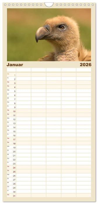 Die Geier sind los (CALVENDO Familienplaner 2026)