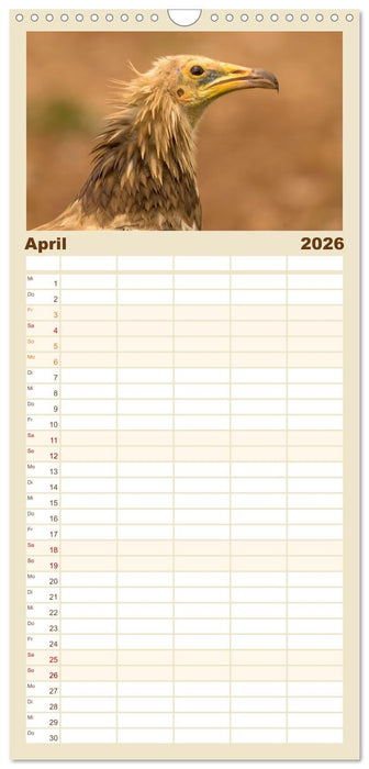 Die Geier sind los (CALVENDO Familienplaner 2026)