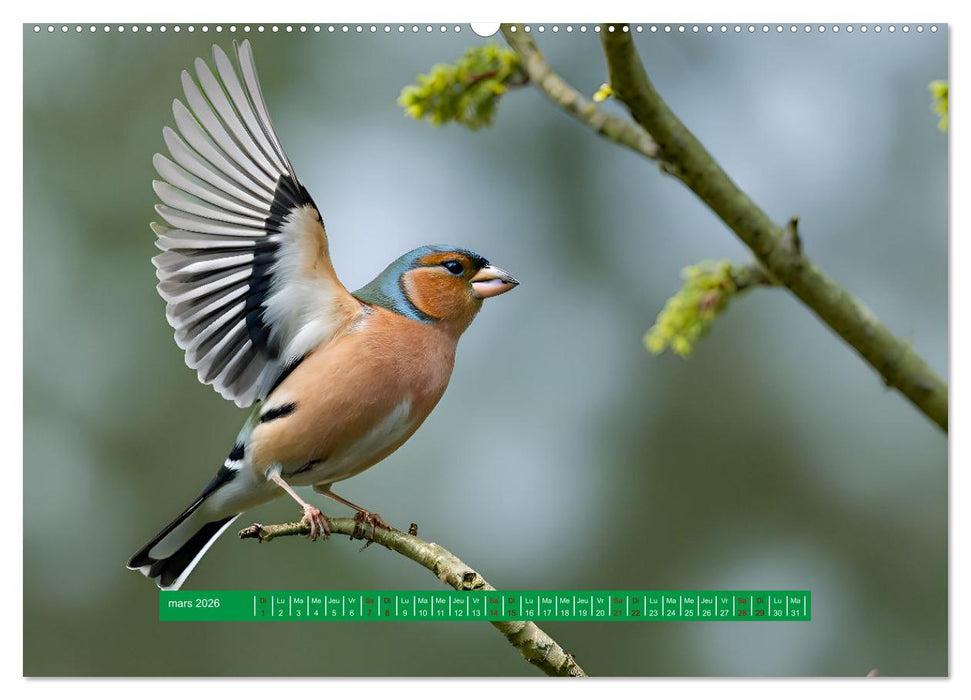 Les chanteurs de nos régions - Notre nature intime (CALVENDO Calendrier mensuel 2026)