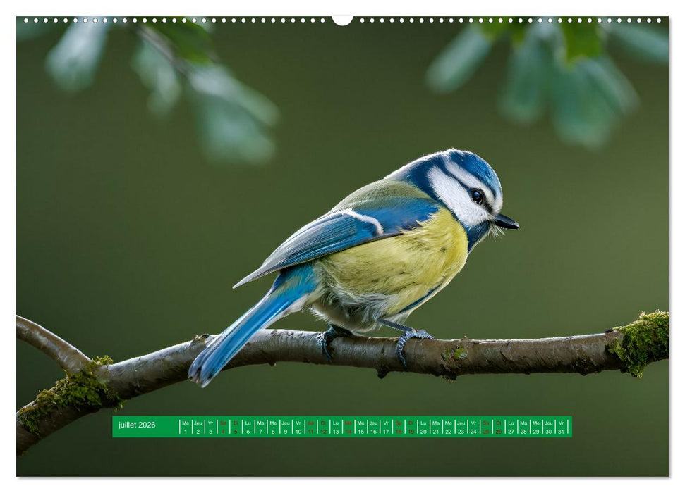 Les chanteurs de nos régions - Notre nature intime (CALVENDO Calendrier supérieur 2026)