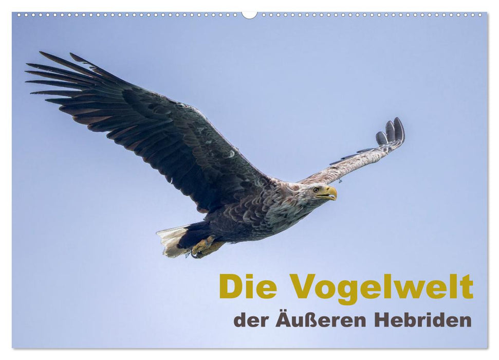 Die Vogelwelt der Äußeren Hebriden (CALVENDO Wandkalender 2026)