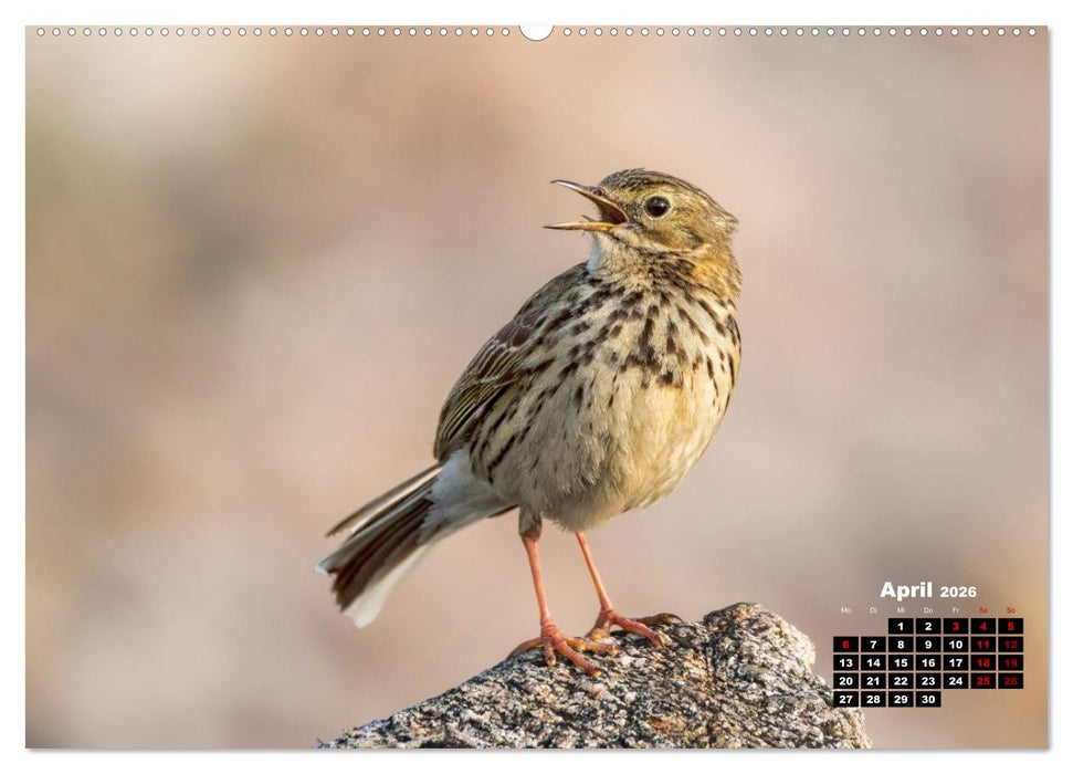 Die Vogelwelt der Äußeren Hebriden (CALVENDO Wandkalender 2026)