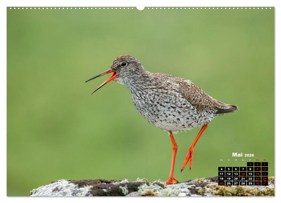 Die Vogelwelt der Äußeren Hebriden (CALVENDO Wandkalender 2026)