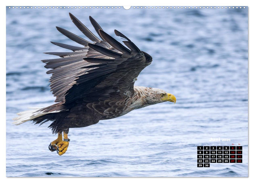 Die Vogelwelt der Äußeren Hebriden (CALVENDO Wandkalender 2026)