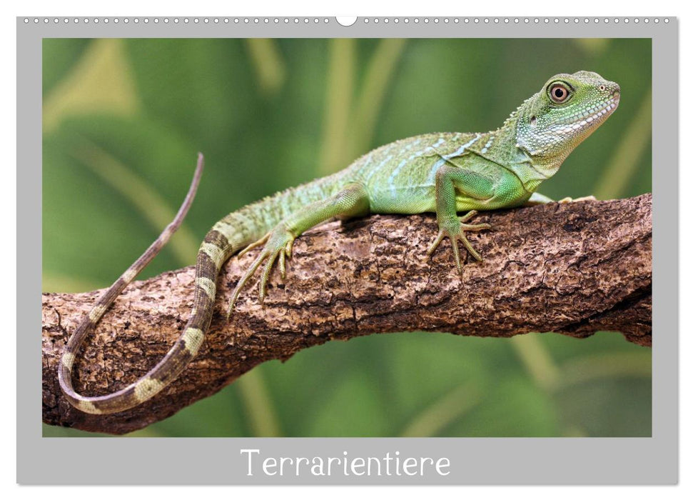 Terrarientiere (CALVENDO Wandkalender 2026)