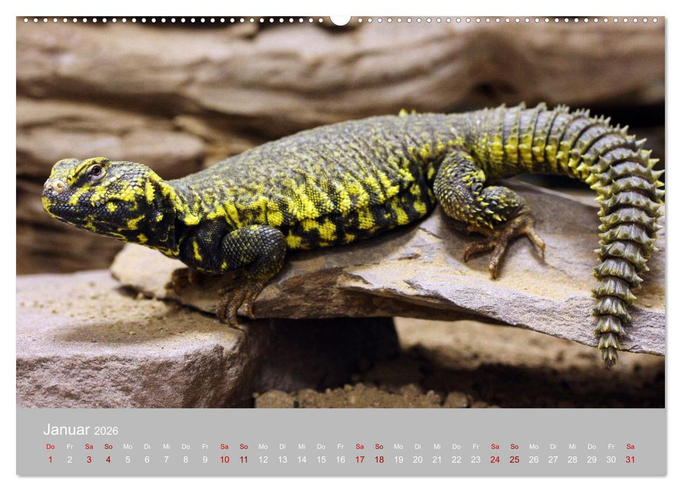 Terrarientiere (CALVENDO Wandkalender 2026)