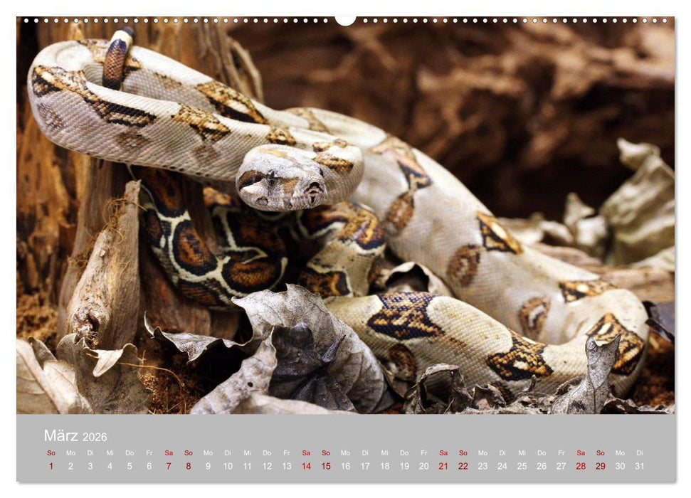 Terrarientiere (CALVENDO Wandkalender 2026)