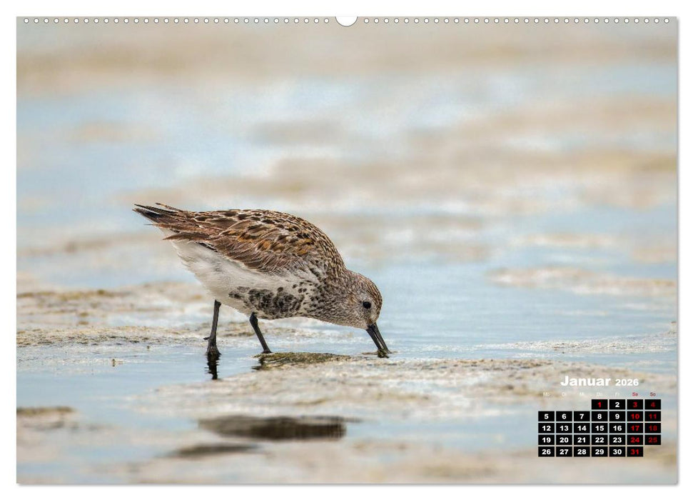 Die Vogelwelt der Äußeren Hebriden (CALVENDO Premium Wandkalender 2026)