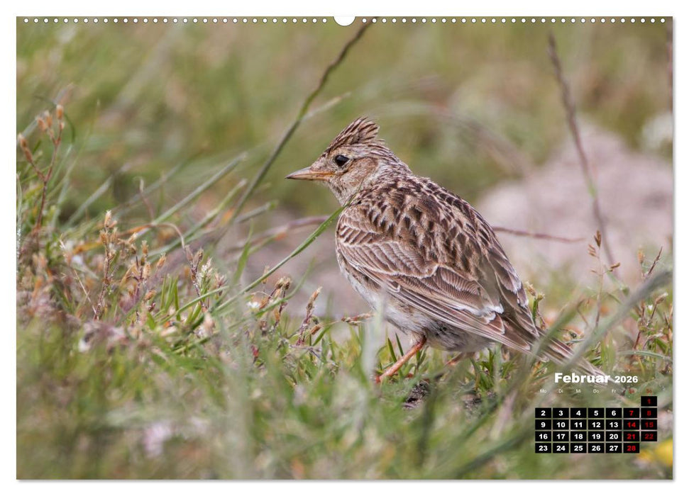 Die Vogelwelt der Äußeren Hebriden (CALVENDO Premium Wandkalender 2026)