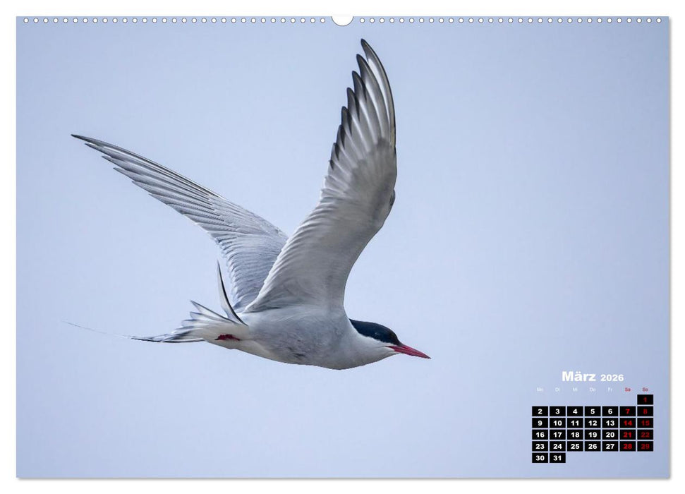 Die Vogelwelt der Äußeren Hebriden (CALVENDO Premium Wandkalender 2026)