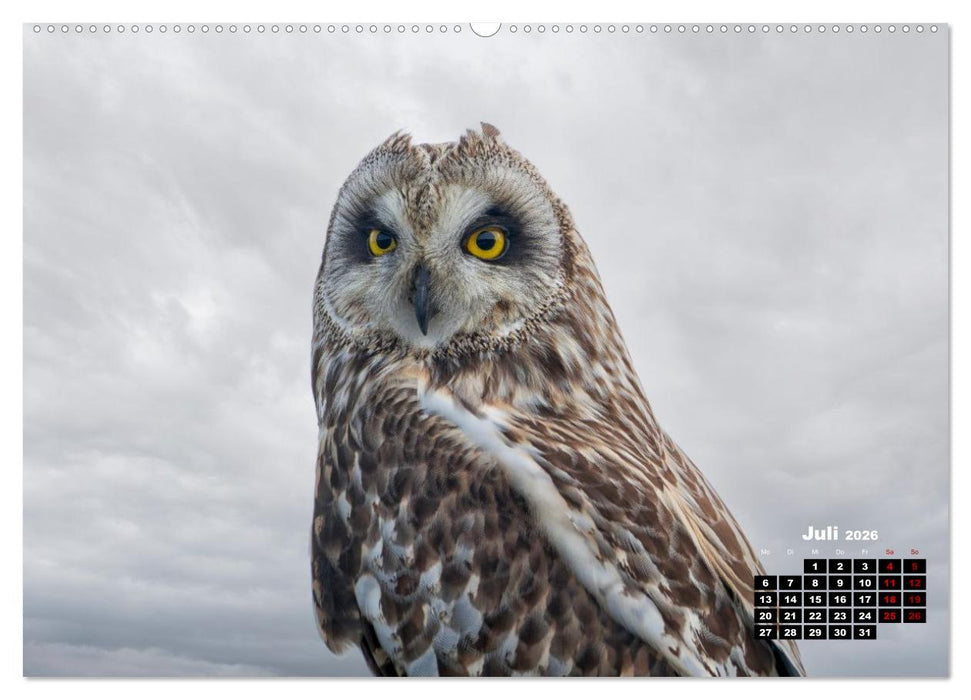 Die Vogelwelt der Äußeren Hebriden (CALVENDO Premium Wandkalender 2026)