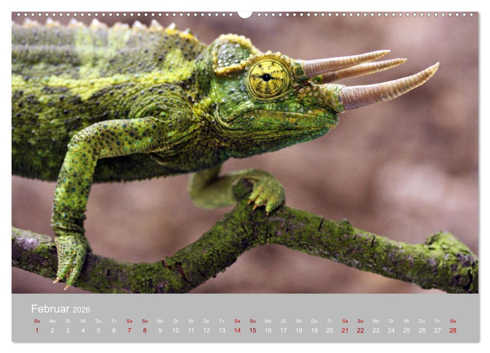 Terrarientiere (CALVENDO Premium Wandkalender 2026)