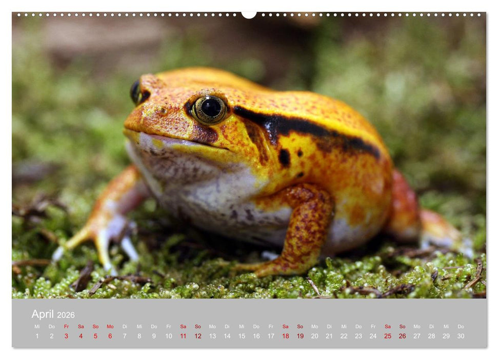 Terrarientiere (CALVENDO Premium Wandkalender 2026)