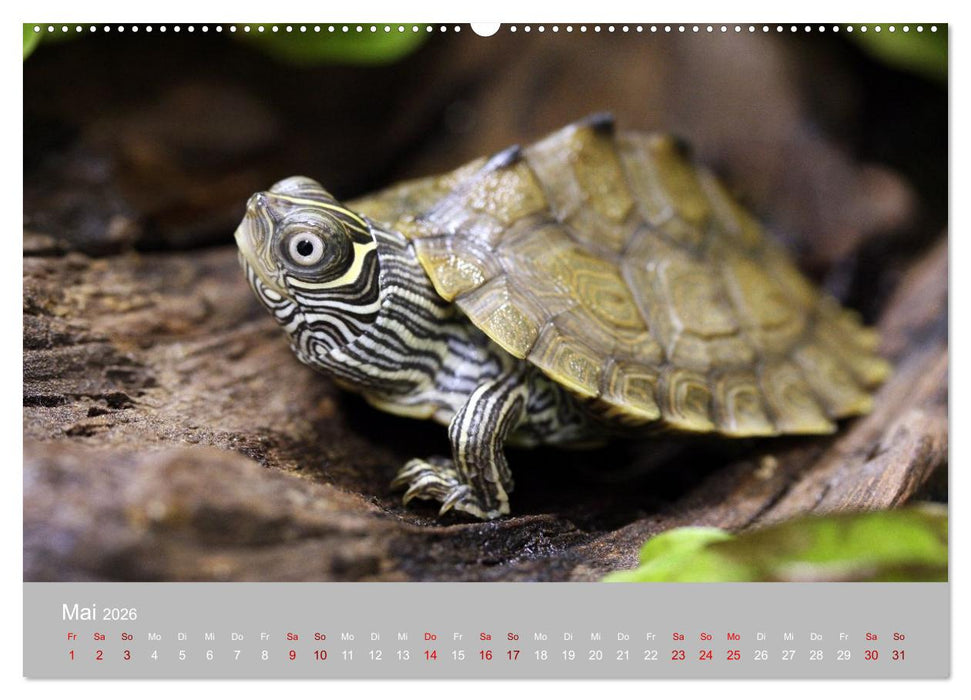 Terrarientiere (CALVENDO Premium Wandkalender 2026)