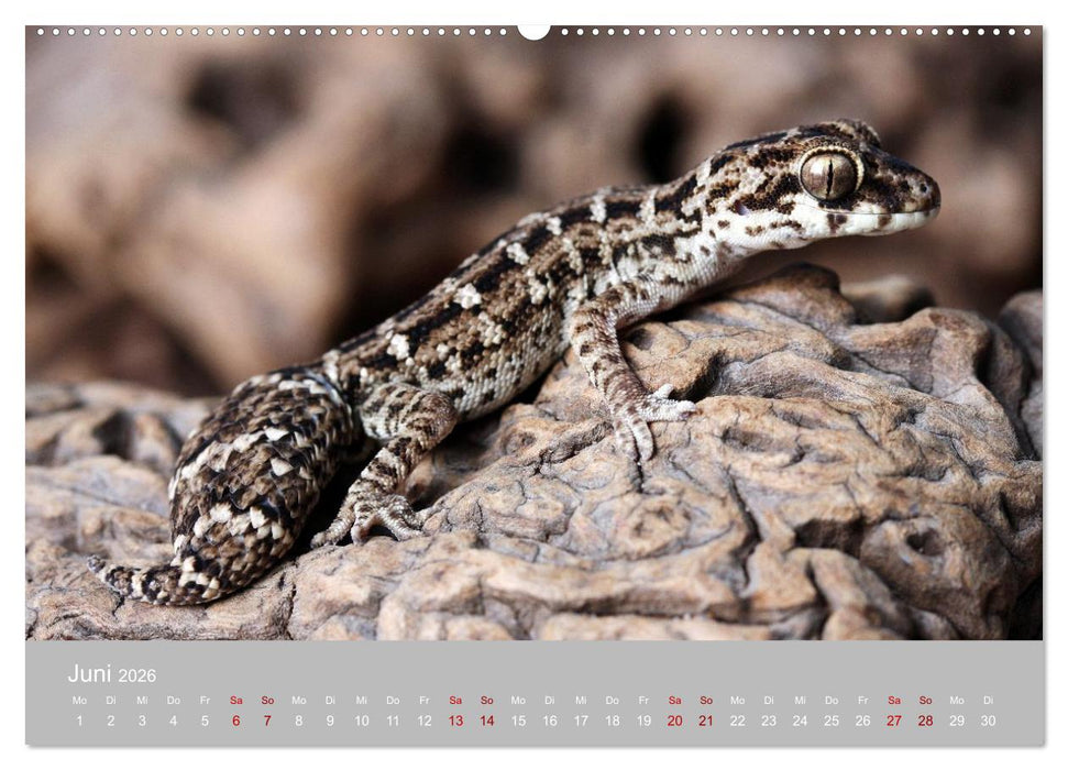 Terrarientiere (CALVENDO Premium Wandkalender 2026)