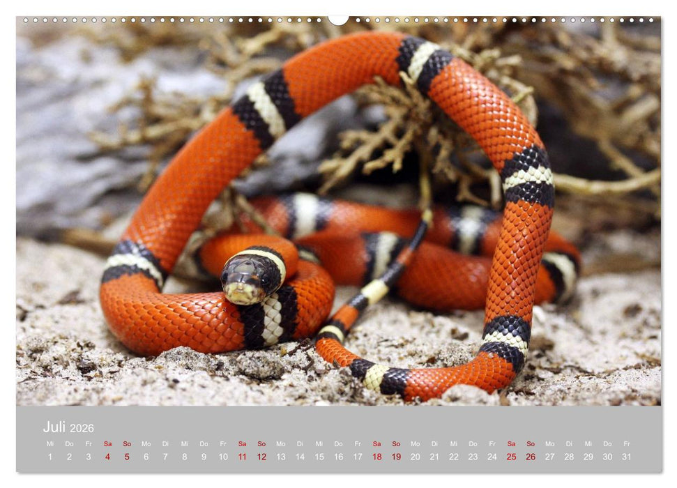 Terrarientiere (CALVENDO Premium Wandkalender 2026)