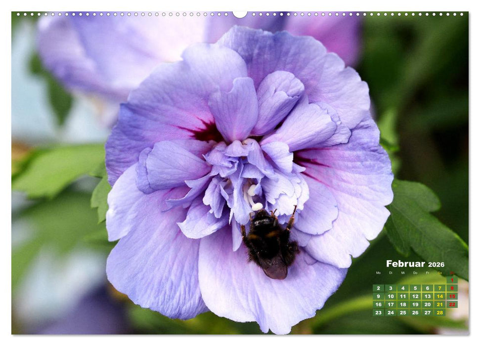 Sommerliche Blütenträume (CALVENDO Wandkalender 2026)