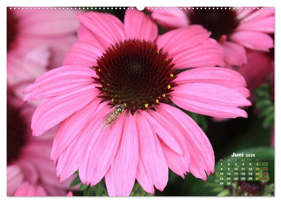 Sommerliche Blütenträume (CALVENDO Wandkalender 2026)