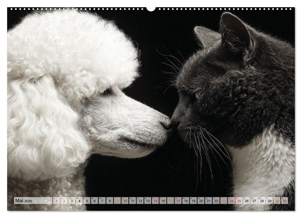 Hund und Katze - Tierische Freunde (CALVENDO Wandkalender 2026)