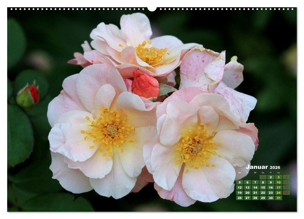 Sommerliche Blütenträume (CALVENDO Premium Wandkalender 2026)