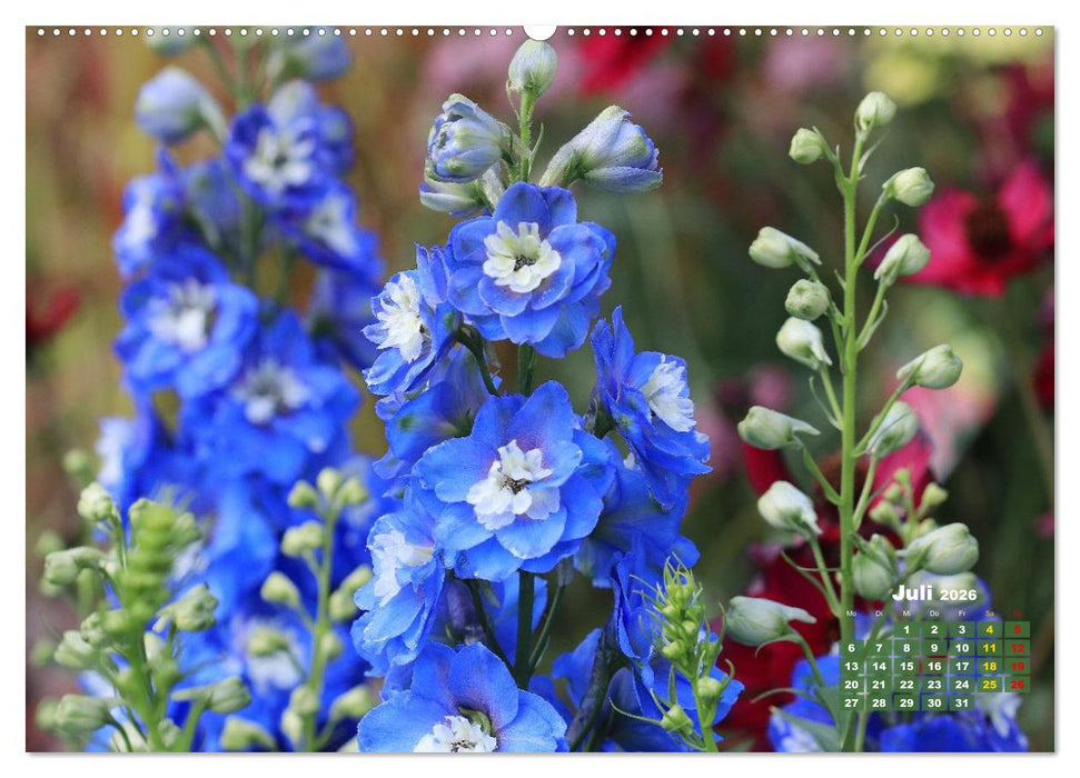 Sommerliche Blütenträume (CALVENDO Premium Wandkalender 2026)