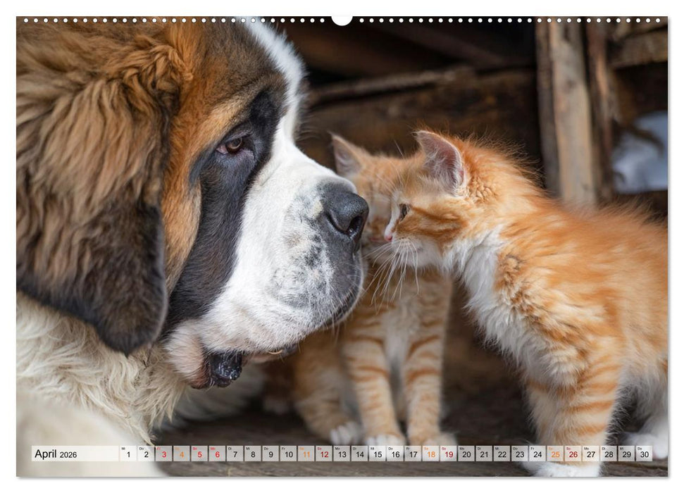 Hund und Katze - Tierische Freunde (CALVENDO Premium Wandkalender 2026)