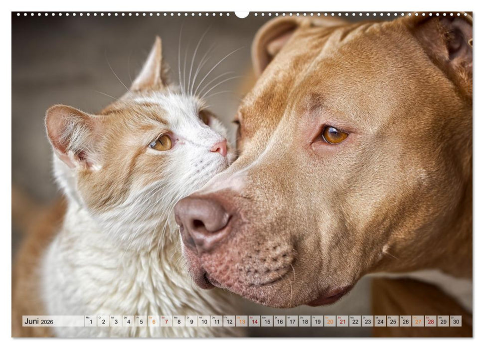 Hund und Katze - Tierische Freunde (CALVENDO Premium Wandkalender 2026)