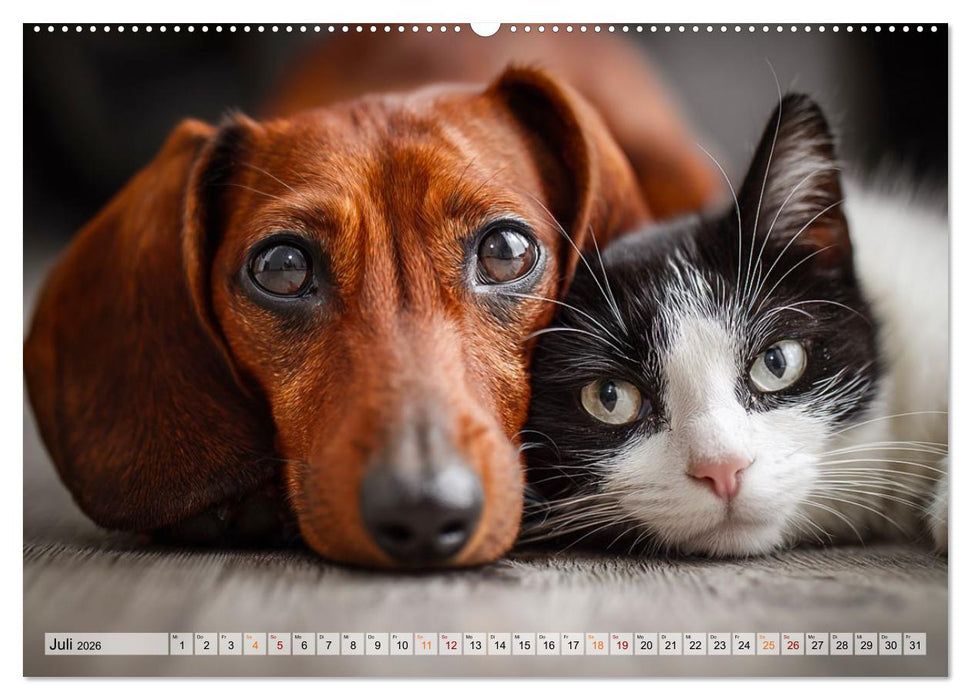 Hund und Katze - Tierische Freunde (CALVENDO Premium Wandkalender 2026)