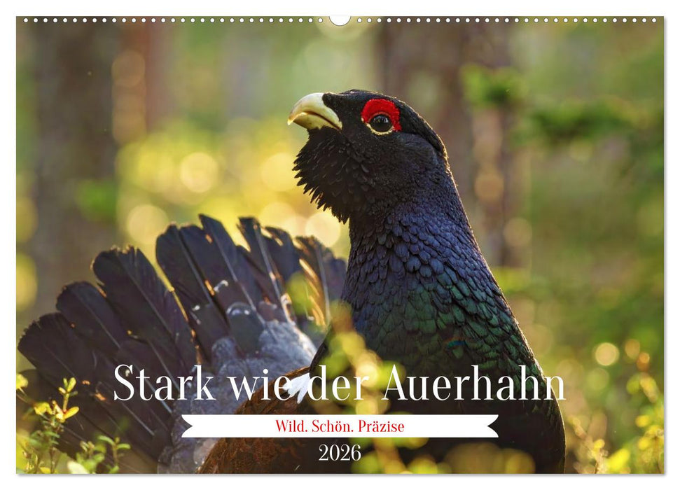Stark wie der Auerhahn (CALVENDO Wandkalender 2026)