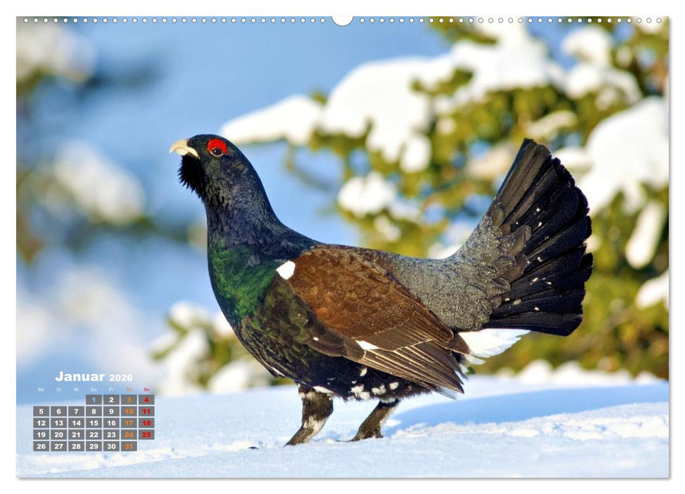 Stark wie der Auerhahn (CALVENDO Wandkalender 2026)