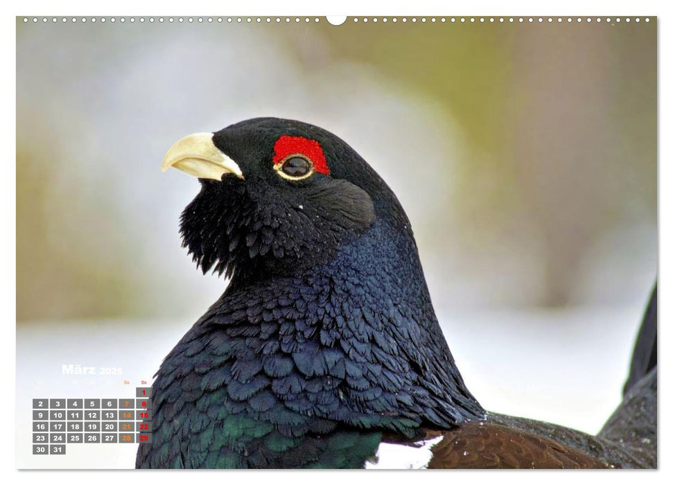 Stark wie der Auerhahn (CALVENDO Wandkalender 2026)