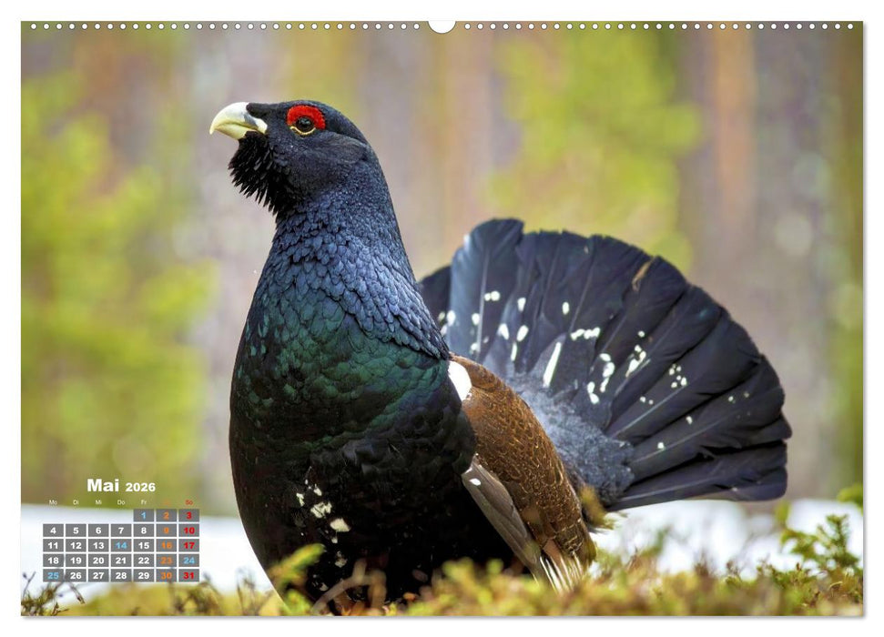 Stark wie der Auerhahn (CALVENDO Premium Wandkalender 2026)