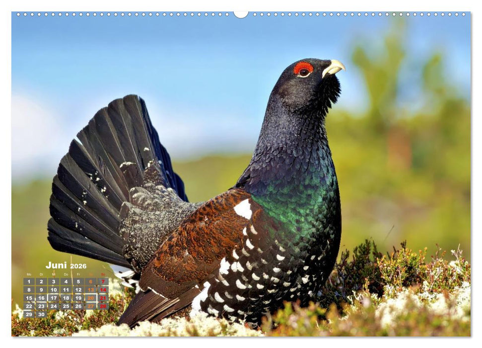 Stark wie der Auerhahn (CALVENDO Premium Wandkalender 2026)
