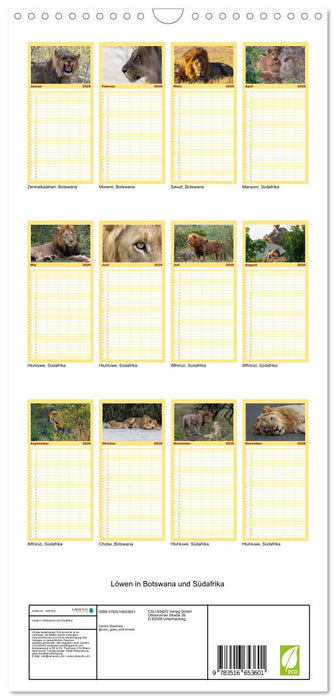 Löwen in Botswana und Südafrika (CALVENDO Familienplaner 2026)