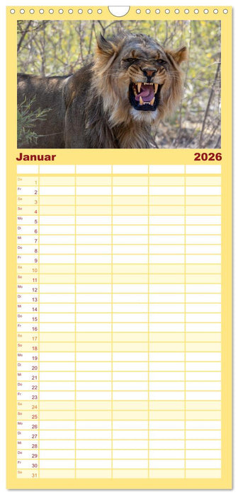 Löwen in Botswana und Südafrika (CALVENDO Familienplaner 2026)