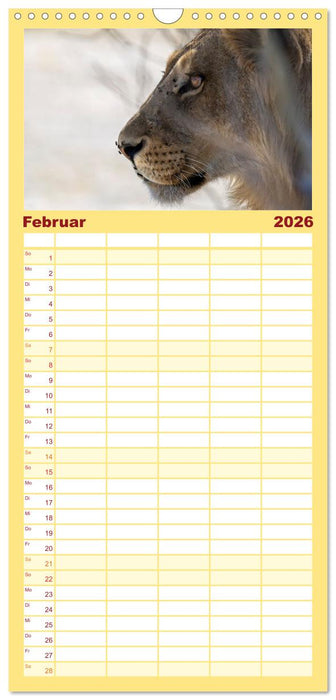 Löwen in Botswana und Südafrika (CALVENDO Familienplaner 2026)