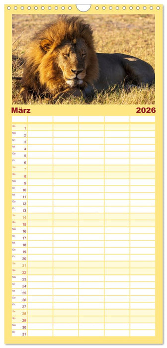 Löwen in Botswana und Südafrika (CALVENDO Familienplaner 2026)