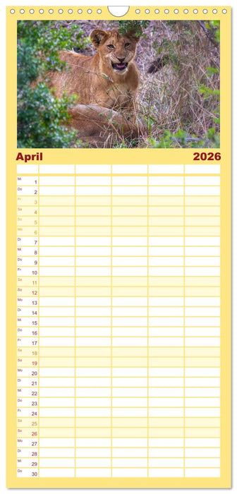 Löwen in Botswana und Südafrika (CALVENDO Familienplaner 2026)