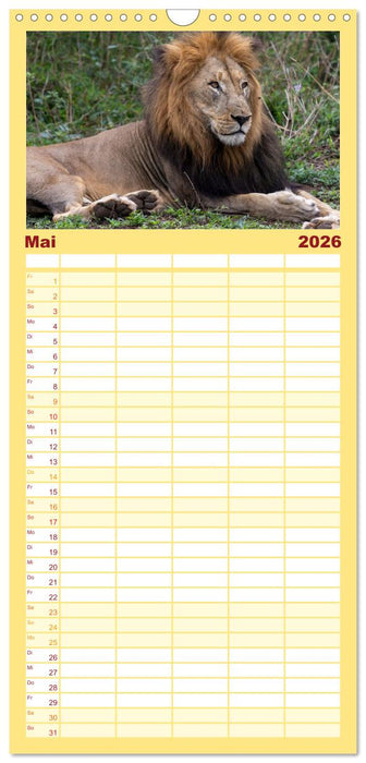Löwen in Botswana und Südafrika (CALVENDO Familienplaner 2026)