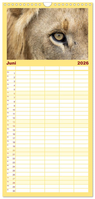 Löwen in Botswana und Südafrika (CALVENDO Familienplaner 2026)