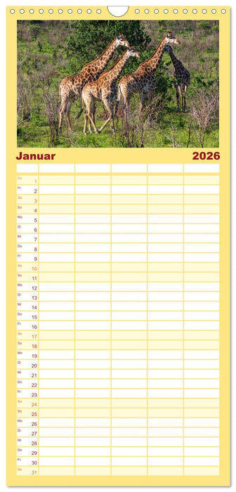 Komm mit auf Safari! Botswana und Südafrika (CALVENDO Familienplaner 2026)