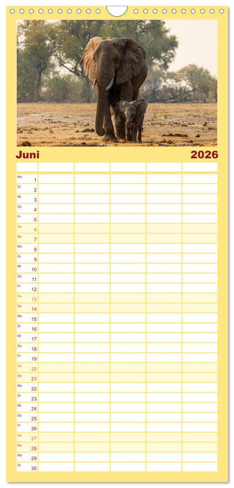 Komm mit auf Safari! Botswana und Südafrika (CALVENDO Familienplaner 2026)