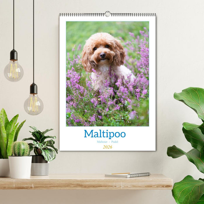 Maltipoo - Malteser - Pudel 2026 (CALVENDO Wandkalender 2026)