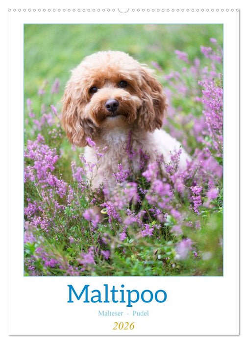 Maltipoo - Malteser - Pudel 2026 (CALVENDO Wandkalender 2026)