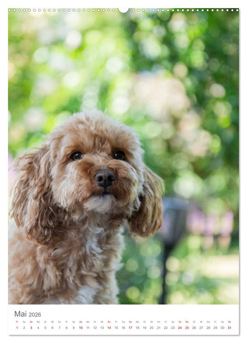 Maltipoo - Malteser - Pudel 2026 (CALVENDO Wandkalender 2026)