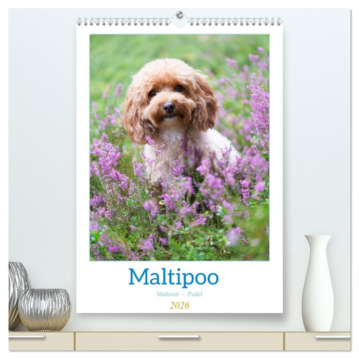 Maltipoo - Malteser - Pudel 2026 (CALVENDO Premium Wandkalender 2026)