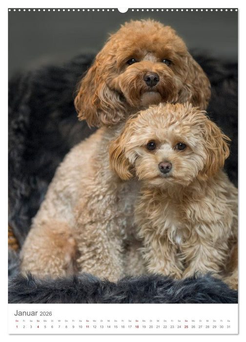 Maltipoo - Malteser - Pudel 2026 (CALVENDO Premium Wandkalender 2026)