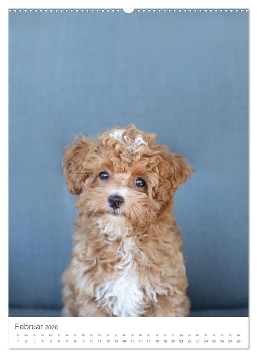 Maltipoo - Malteser - Pudel 2026 (CALVENDO Premium Wandkalender 2026)